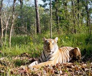 Bardia National Park