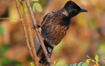 Bird Watching tour In Nepal